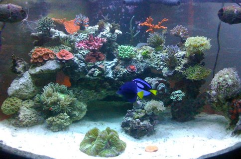 Rated #39: 92 Gallons Reef Tank - Full View of tank Rated #39: 92 Gallons Reef Tank - Full View of tank