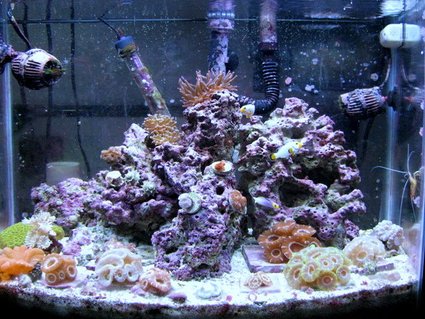 Rated #91: 28 Gallons Reef Tank - 28g bow front, 18 acans, 4 micromusa's,pink bubble tip anemone,wrath of grapes favid,cleaner shrimp,helfrichi firefish,pair of maine blizzard perculas,3 peppermint shrimp Rated #91: 28 Gallons Reef Tank - 28g bow front, 18 acans, 4 micromusa's,pink bubble tip anemone,wrath of grapes favid,cleaner shrimp,helfrichi firefish,pair of maine blizzard perculas,3 peppermint shrimp
