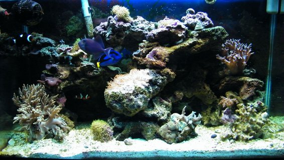Rated #60: 29 Gallons Reef Tank - my tank Rated #60: 29 Gallons Reef Tank - my tank