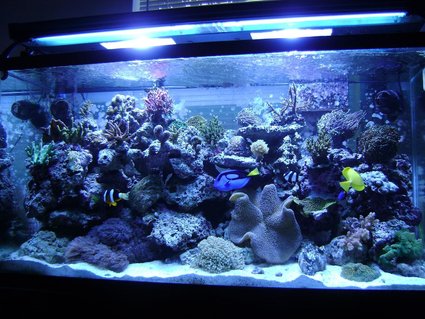 Rated #36: 90 Gallons Reef Tank - 90 gallon reef Rated #36: 90 Gallons Reef Tank - 90 gallon reef