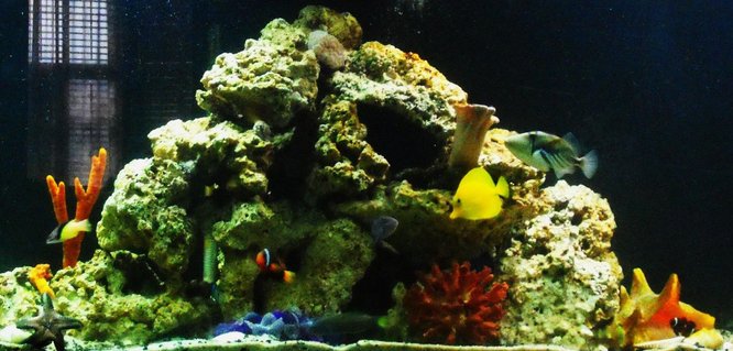 Rated #100: 264 Gallons Reef Tank - My first saltwater tank, less than 8 weeks old. 135g 6 foot long. 3 500gph hang on power filters, 1 powerhead, 1 protien skimmer, 1 300w heater, 1 coral sun light (blue spectrum) and 4 ultra sun (daylight)T8 bulbs. I have 150 pounds of turkani and figi live rock,Corals: 2 white bubble coral and 1 leather toadstool. Anemone: 2 condylactis anemone, 1 pink haitian and one long tenticle anemone.Starfish: 1 chocolate chip and 1 green brittlestarfish. Fish:1 Humu humu trigger, 2 niger trigger(only keeping one), 1 Coral hogfish, 1 yellow tang, 1 tomato clown, 1 maroon clown, 1 lunare wrasse, 1 blue head wrasse, 1 green un ID'd wrasse. 10 percent water change weekly, 30 percent w/c monthly plus topping off evaporation. Water testing done weekly. Ammonia 0 ppm, nitrite 0 ppm, nitrate 10 ppm or less. Salinity and KH adjusted as needed for evaporation. Rated #100: 264 Gallons Reef Tank - My first saltwater tank, less than 8 weeks old. 135g 6 foot long. 3 500gph hang on power filters, 1 powerhead, 1 protien skimmer, 1 300w heater, 1 coral sun light (blue spectrum) and 4 ultra sun (daylight)T8 bulbs. I have 150 pounds of turkani and figi live rock,Corals: 2 white bubble coral and 1 leather toadstool. Anemone: 2 condylactis anemone, 1 pink haitian and one long tenticle anemone.Starfish: 1 chocolate chip and 1 green brittlestarfish. Fish:1 Humu humu trigger, 2 niger trigger(only keeping one), 1 Coral hogfish, 1 yellow tang, 1 tomato clown, 1 maroon clown, 1 lunare wrasse, 1 blue head wrasse, 1 green un ID'd wrasse. 10 percent water change weekly, 30 percent w/c monthly plus topping off evaporation. Water testing done weekly. Ammonia 0 ppm, nitrite 0 ppm, nitrate 10 ppm or less. Salinity and KH adjusted as needed for evaporation.