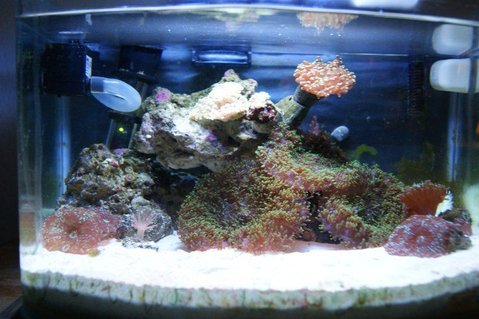 Rated #94: 3 Gallons Reef Tank - 3g picotope Rated #94: 3 Gallons Reef Tank - 3g picotope