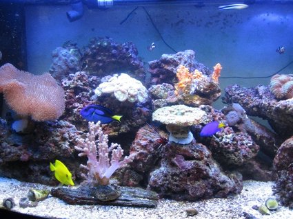 Rated #69: 47 Gallons Reef Tank - Jan-11 (5months old) Rated #69: 47 Gallons Reef Tank - Jan-11 (5months old)