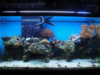 Rated #84: 90 Gallons Reef Tank - 90 Rated #84: 90 Gallons Reef Tank - 90