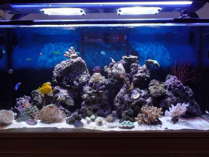 Rated #22: 150 Gallons Reef Tank - My 150g Mixed Reef Rated #22: 150 Gallons Reef Tank - My 150g Mixed Reef