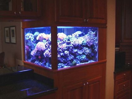 Rated #17: 200 Gallons Reef Tank - 200 gallon DSB reef tank. Rated #17: 200 Gallons Reef Tank - 200 gallon DSB reef tank.