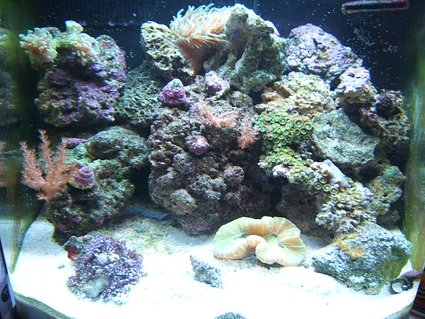 Rated #90: 12 Gallons Reef Tank - 12g nano Rated #90: 12 Gallons Reef Tank - 12g nano