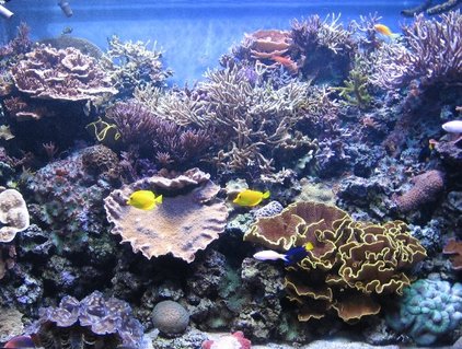 Rated #23: 540 Gallons Reef Tank - it's hard to take pics with no glare, even harder to take them when all the fish are out! (and even still only 1/2 the fish are pictured.) the tan k is 4ft front to back; it's real hard to capture that perspective from a dead-on front angle Rated #23: 540 Gallons Reef Tank - it's hard to take pics with no glare, even harder to take them when all the fish are out! (and even still only 1/2 the fish are pictured.) the tan k is 4ft front to back; it's real hard to capture that perspective from a dead-on front angle