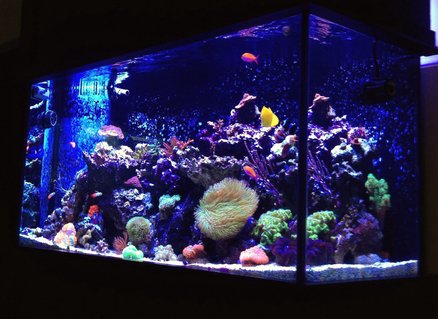 Rated #6: 90 Gallons Reef Tank - 90 Gallon Mixed Reef Rated #6: 90 Gallons Reef Tank - 90 Gallon Mixed Reef
