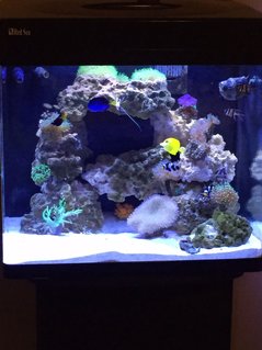 Rated #14: 34 Gallons Reef Tank - 34 gal with LED lights Rated #14: 34 Gallons Reef Tank - 34 gal with LED lights