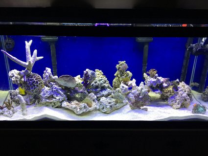 Rated #18: 75 Gallons Reef Tank - My first try at a reef tank Rated #18: 75 Gallons Reef Tank - My first try at a reef tank