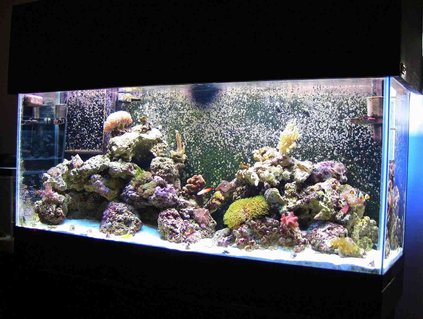 Rated #97: 55 Gallons Reef Tank - 55g Reef Rated #97: 55 Gallons Reef Tank - 55g Reef