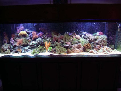 Rated #53: 160 Gallons Reef Tank - SKYDIVE182's Reef Tank Rated #53: 160 Gallons Reef Tank - SKYDIVE182's Reef Tank