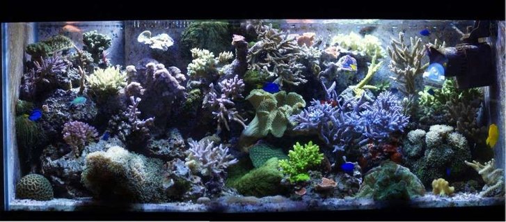 Rated #22: 75 Gallons Reef Tank - my main tank picture taken on 11/3/06 Rated #22: 75 Gallons Reef Tank - my main tank picture taken on 11/3/06