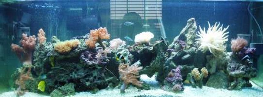 Rated #96: 75 Gallons Reef Tank - 75 gallon tank Rated #96: 75 Gallons Reef Tank - 75 gallon tank