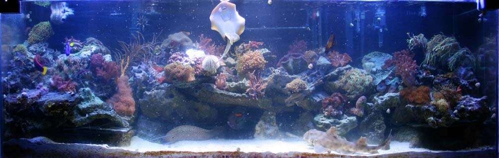 Rated #75: 300 Gallons Reef Tank - My 300 gallon reef aquarium. See my profile for more information. Rated #75: 300 Gallons Reef Tank - My 300 gallon reef aquarium. See my profile for more information.