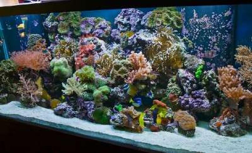 Rated #8: 220 Gallons Reef Tank - 220 Reef-- By Aquariums By Sissy, Midland TX.
Full tank shot. Aquarium has 55 gal. refugium and 1200 Watts of metal halide 1400K, 4-96 watts of power compact actinic, and moon lights. 2-1200 mag drive return pumps and no other circulation, so no cords to be seen. Rated #8: 220 Gallons Reef Tank - 220 Reef-- By Aquariums By Sissy, Midland TX.
Full tank shot. Aquarium has 55 gal. refugium and 1200 Watts of metal halide 1400K, 4-96 watts of power compact actinic, and moon lights. 2-1200 mag drive return pumps and no other circulation, so no cords to be seen.