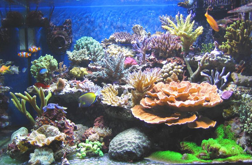 Rated #6: 100 Gallons Reef Tank - After 6 months.. Rated #6: 100 Gallons Reef Tank - After 6 months..