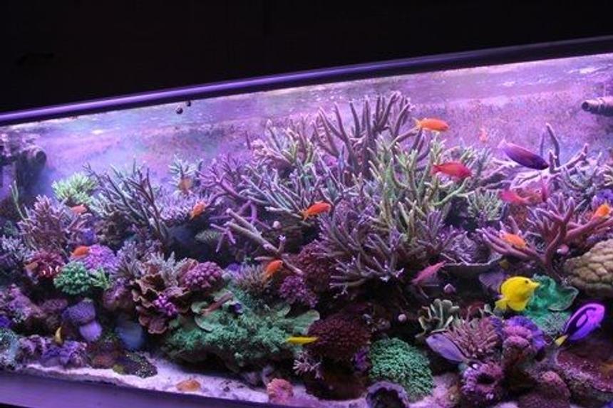 Rated #9: 220 Gallons Reef Tank - yoda Rated #9: 220 Gallons Reef Tank - yoda's tank