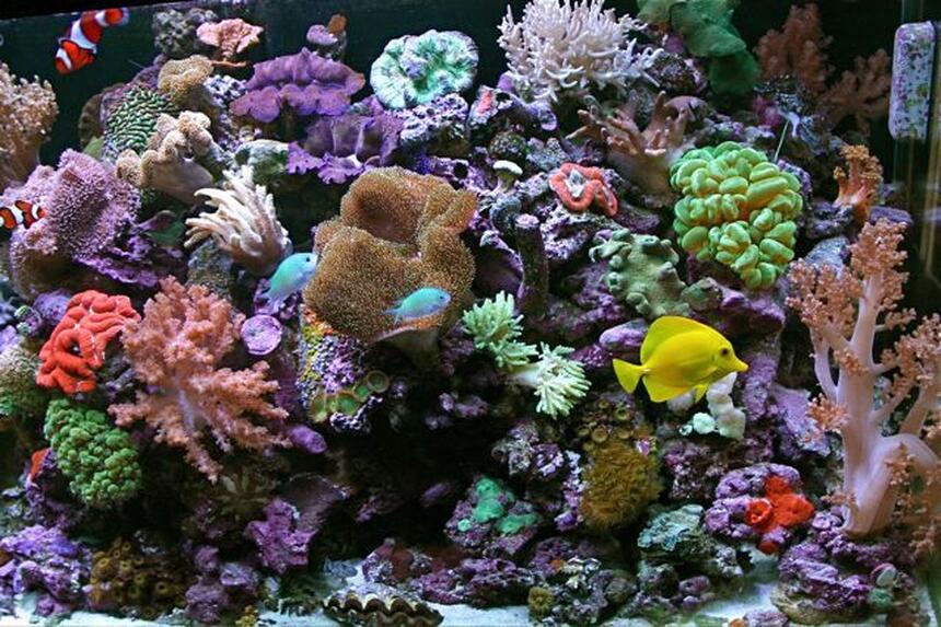 Rated #4: 80 Gallons Reef Tank - the shepherdsreef killer 65 gallon reef with 15 gallon sump jbj ato,halides prime 1/10 LOT OF CORALS
65 gallon reef Rated #4: 80 Gallons Reef Tank - the shepherdsreef killer 65 gallon reef with 15 gallon sump jbj ato,halides prime 1/10 LOT OF CORALS
65 gallon reef