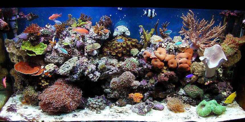 Rated #1: 90 Gallons Reef Tank - my 90 oct 09 Rated #1: 90 Gallons Reef Tank - my 90 oct 09