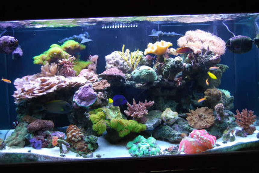 Rated #9: 120 Gallons Reef Tank - 120g reef tank Rated #9: 120 Gallons Reef Tank - 120g reef tank
