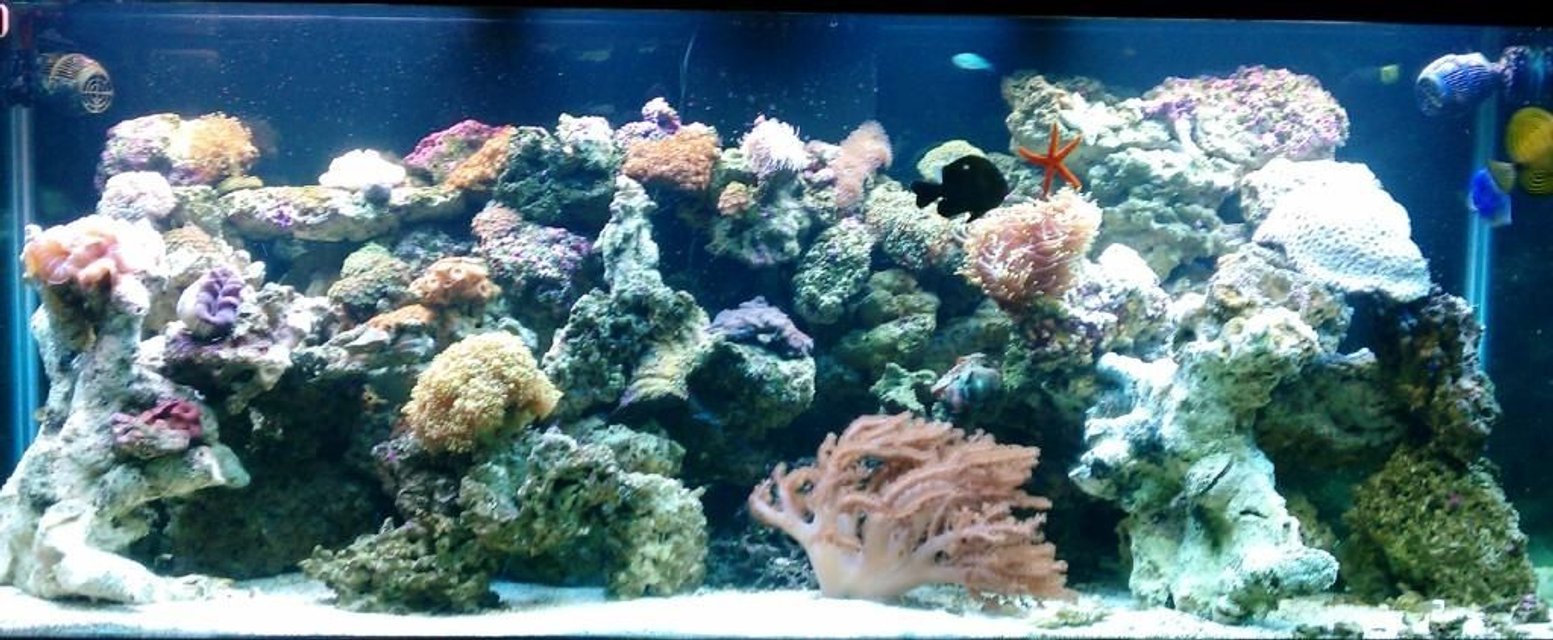 Rated #40: 210 Gallons Reef Tank - about 10 months in... really just starting to get alot of Coraline... lots of polyps( brown, bright blue, orange, deep orange)... fox coral.. brain.. show size leather... open brain... hamer coral... torch coral..few differnt mushrooms.. and polyp head few fish(dont really want them anymore:) ) and some african starfish.. Rated #40: 210 Gallons Reef Tank - about 10 months in... really just starting to get alot of Coraline... lots of polyps( brown, bright blue, orange, deep orange)... fox coral.. brain.. show size leather... open brain... hamer coral... torch coral..few differnt mushrooms.. and polyp head few fish(dont really want them anymore:) ) and some african starfish..