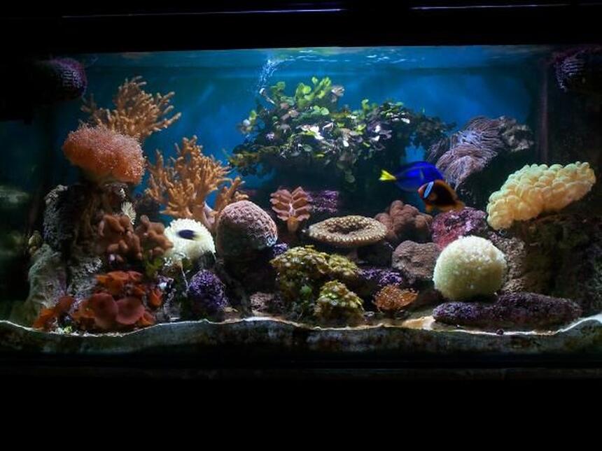 Rated #5: 120 Gallons Reef Tank - My Reef Tank With new coral Frog spawn Rated #5: 120 Gallons Reef Tank - My Reef Tank With new coral Frog spawn