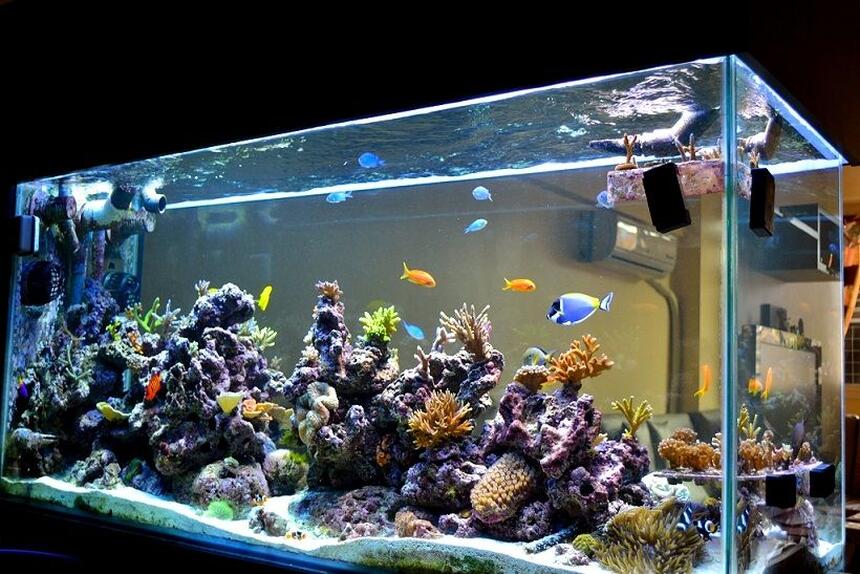 Rated #8: 200 Gallons Reef Tank - 3D Akil Rated #8: 200 Gallons Reef Tank - 3D Akil's Reef Tank (you can see it on YouTube)
