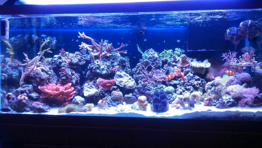 Rated #3: 75 Gallons Reef Tank - full tamk Rated #3: 75 Gallons Reef Tank - full tamk