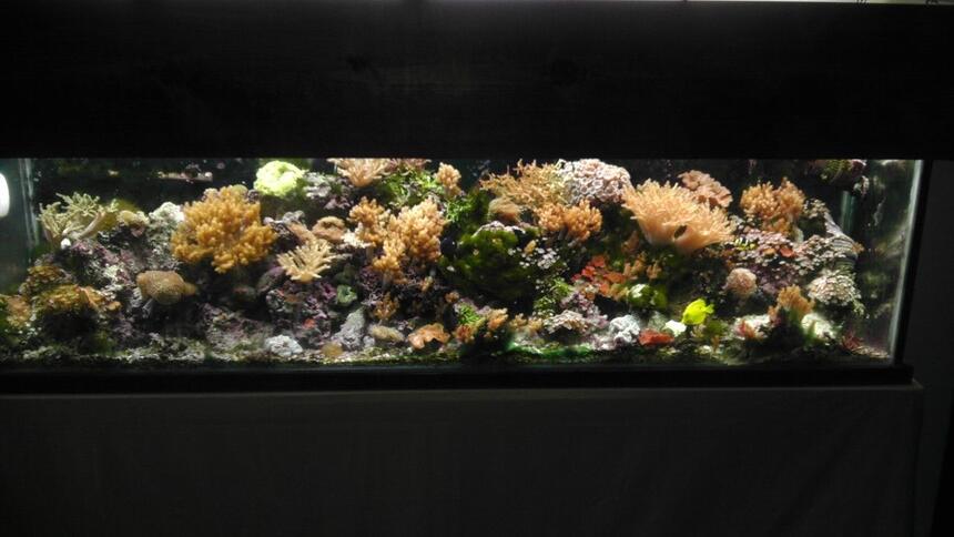 Rated #7: 125 Gallons Reef Tank - 125 reef aquarium Rated #7: 125 Gallons Reef Tank - 125 reef aquarium