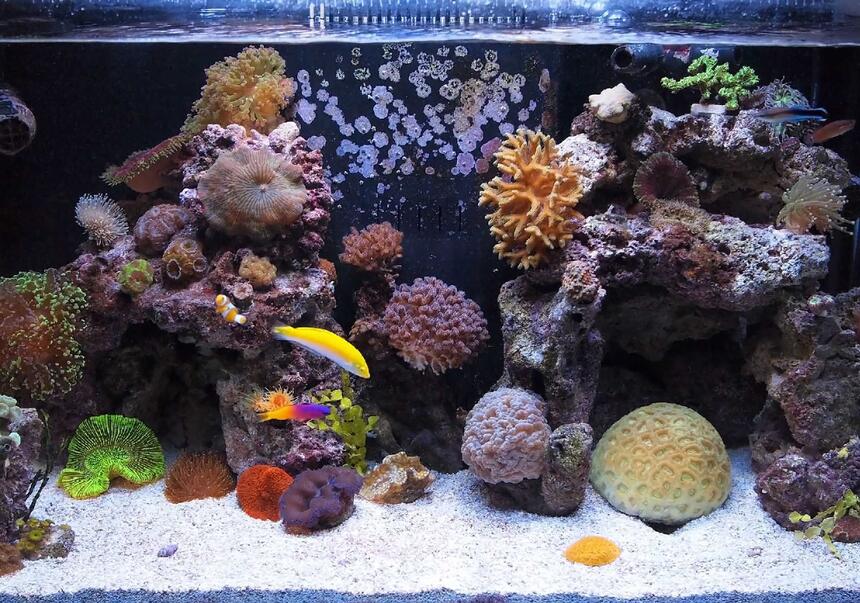 Rated #9: 57 Gallons Reef Tank - FTS
7 small nano fish, pistol shrimp, cleaner shrimp, 3 maxi-mini anemones, couple clams, many corals Rated #9: 57 Gallons Reef Tank - FTS
7 small nano fish, pistol shrimp, cleaner shrimp, 3 maxi-mini anemones, couple clams, many corals
