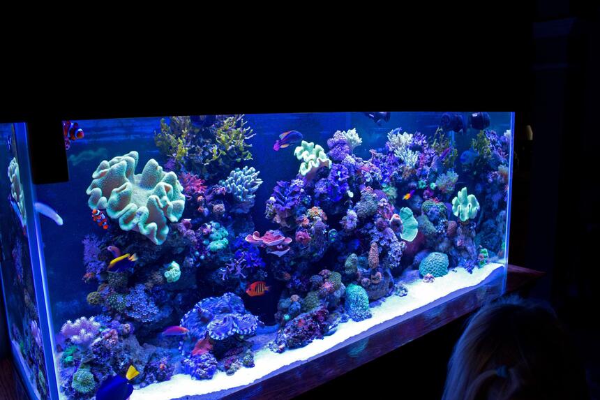 Rated #1: 140 Gallons Reef Tank - FTS Rated #1: 140 Gallons Reef Tank - FTS