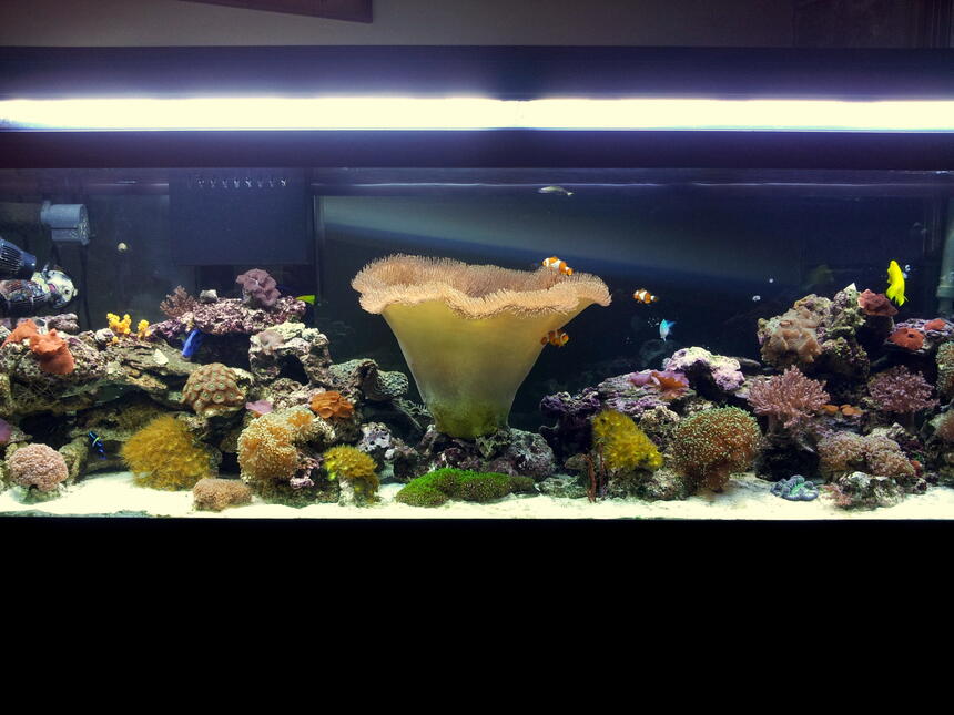 Rated #10: 125 Gallons Reef Tank - My 125 gal reef aquarium Rated #10: 125 Gallons Reef Tank - My 125 gal reef aquarium