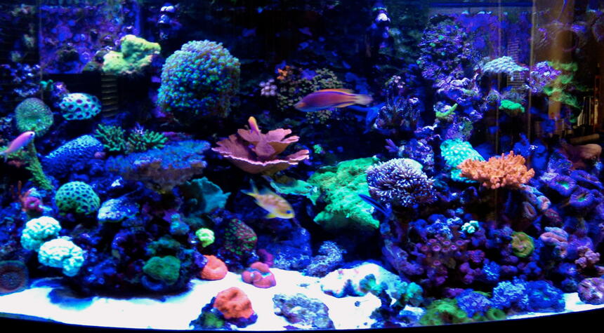 Rated #8: 75 Gallons Reef Tank - Erik\ Rated #8: 75 Gallons Reef Tank - Erik's 75 gallon bow-front