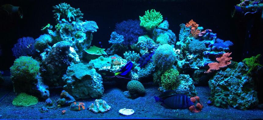 Rated #8: 187 Gallons Reef Tank - ReEfErAdDiCt\ Rated #8: 187 Gallons Reef Tank - ReEfErAdDiCt'S 187 Gallon Mixed Reef