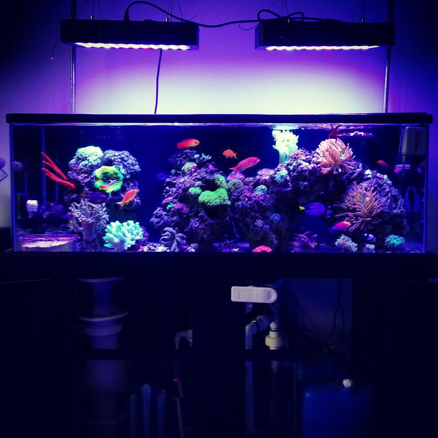 Rated #10: 60 Gallons Reef Tank - Full tank shot Rated #10: 60 Gallons Reef Tank - Full tank shot