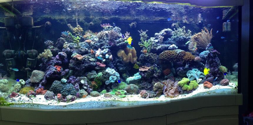Rated #4: 65 Gallons Reef Tank - My tank Rated #4: 65 Gallons Reef Tank - My tank
