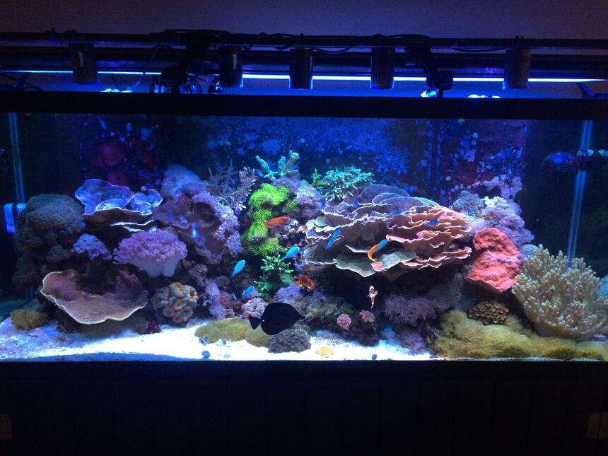 Rated #1: 210 Gallons Reef Tank - 210 gallon mixed reef. Rated #1: 210 Gallons Reef Tank - 210 gallon mixed reef.