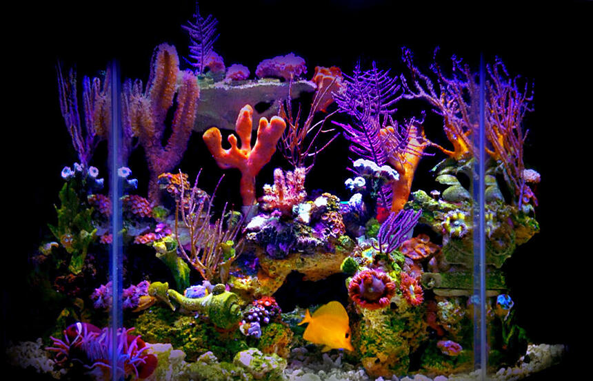 Rated #1: 23 Gallons Reef Tank - My 23 gallon flat back hexagonal reef tank. Rated #1: 23 Gallons Reef Tank - My 23 gallon flat back hexagonal reef tank.
