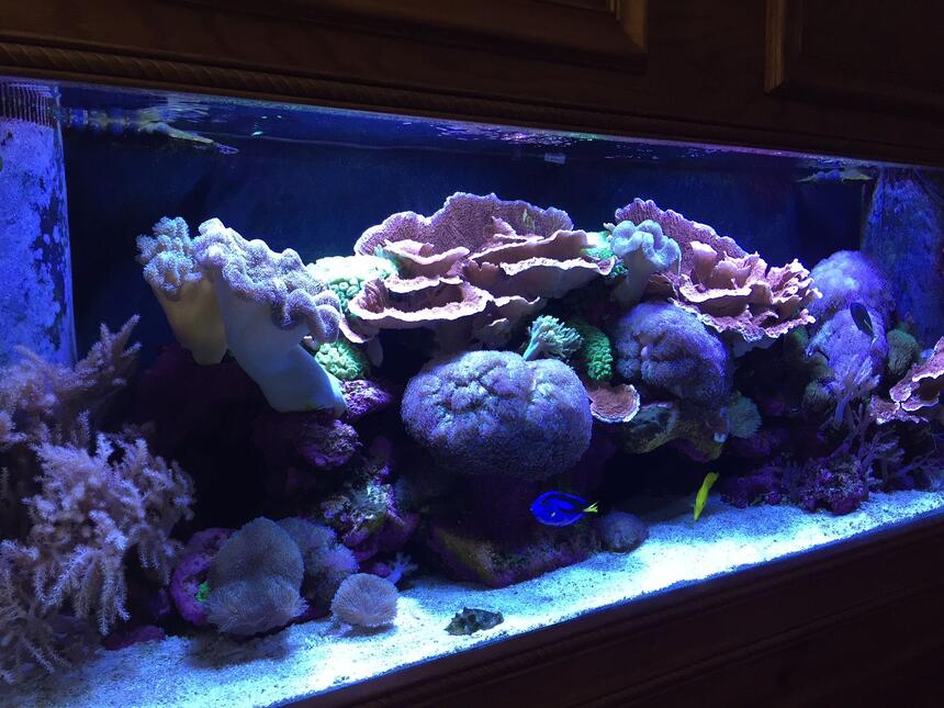 Rated #3: 150 Gallons Reef Tank - 150 gallon reef tank. Rated #3: 150 Gallons Reef Tank - 150 gallon reef tank.