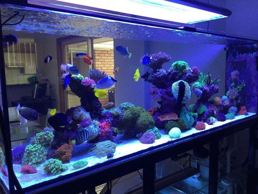 Rated #5: 400 Gallons Reef Tank - 400g mixed reef Rated #5: 400 Gallons Reef Tank - 400g mixed reef