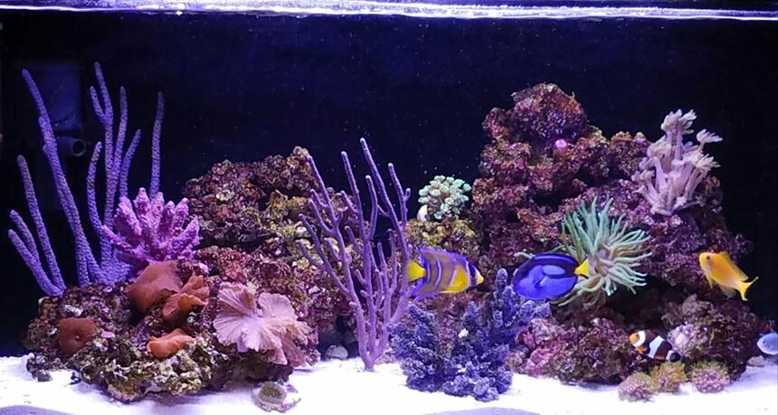 Rated #9: 20 Gallons Reef Tank - My reef tank Rated #9: 20 Gallons Reef Tank - My reef tank