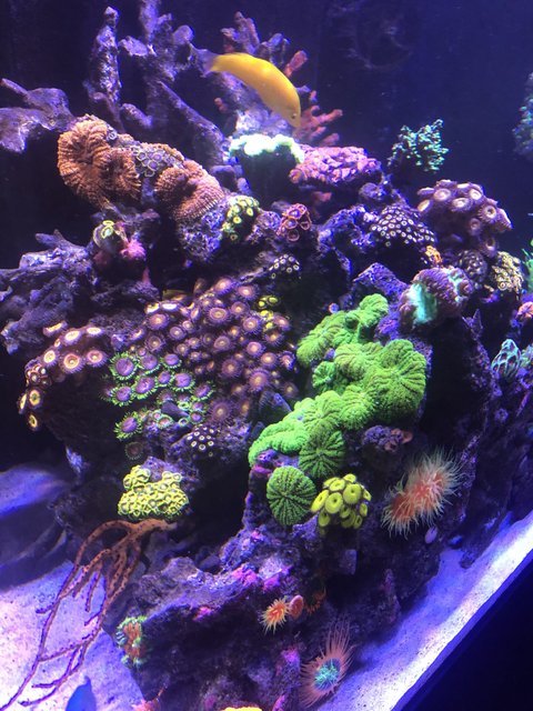 Rated #2: 165 Gallons Reef Tank - My little garden Rated #2: 165 Gallons Reef Tank - My little garden