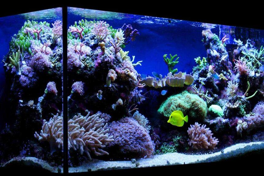 Rated #7: 100 Gallons Reef Tank - My 100 gallon (375L) reef tank. Rated #7: 100 Gallons Reef Tank - My 100 gallon (375L) reef tank.