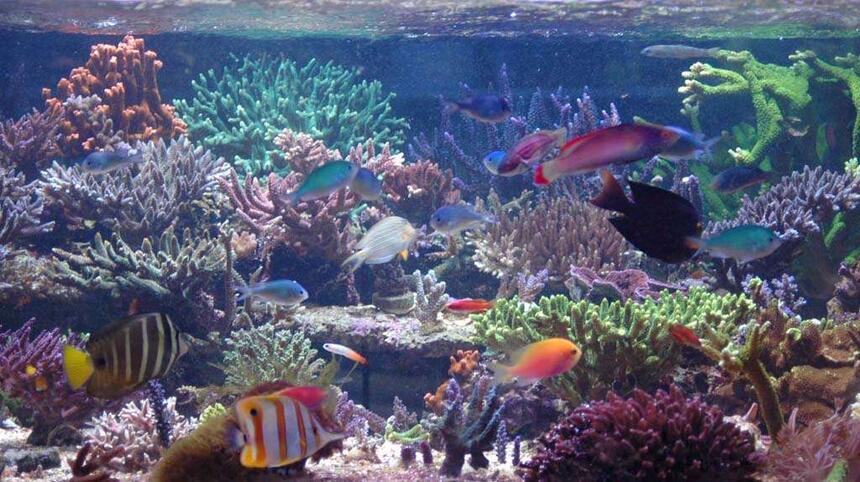 Rated #4: 375 Gallons Reef Tank - SPS dominated tank Rated #4: 375 Gallons Reef Tank - SPS dominated tank