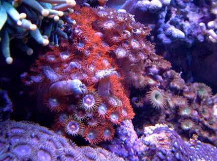 corals inverts - protopalythoa sp. - green button polyps - First Tank 55g f/o well set out that way but starting to dabble. Cleaner crew was next step then......
New pics of tank now updated. Check out my web site!!! corals inverts - protopalythoa sp. - green button polyps - First Tank 55g f/o well set out that way but starting to dabble. Cleaner crew was next step then......
New pics of tank now updated. Check out my web site!!!