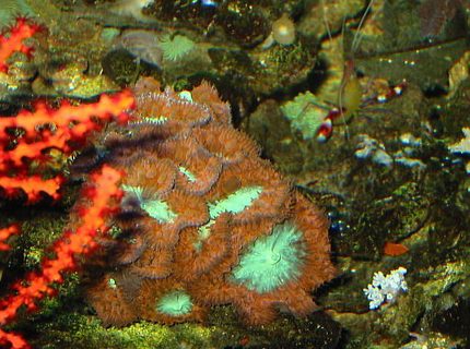corals inverts - blastomussa merletti - australian big polyp blastomussa - 120 reef tank
2 400 20,000K
6 55 blue PC
Tide pool 2
tons of fish and coral and inverts corals inverts - blastomussa merletti - australian big polyp blastomussa - 120 reef tank
2 400 20,000K
6 55 blue PC
Tide pool 2
tons of fish and coral and inverts