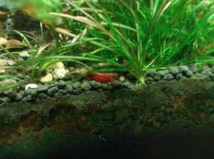 corals inverts - lysmata wurdemanni - peppermint shrimp stocking in 180 gallons tank - my shrimps corals inverts - lysmata wurdemanni - peppermint shrimp stocking in 180 gallons tank - my shrimps