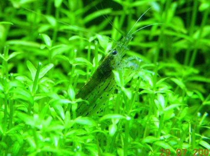 corals inverts - caridina japonica - amano shrimp stocking in 48 gallons tank - amano shrimp feeding. corals inverts - caridina japonica - amano shrimp stocking in 48 gallons tank - amano shrimp feeding.